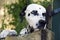 Dalmatian dog