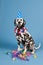 Dalmatian dog as birthday animal on blue background