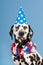 Dalmatian dog as birthday animal on blue background