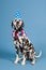 Dalmatian dog as birthday animal on blue background