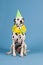 Dalmatian dog as birthday animal on blue background