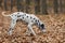 Dalmatian dog in autumn forest