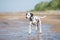 Dalmatian dog on the beach