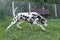 Dalmatian dog black and white