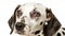 Dalmatian dog - Canis lupus familiaris - medium large breed of domestic animal common in america associated with fire truck and