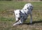 Dalmatian dog chewing on a stick