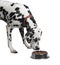 Dalmatian dog eating dry food from a bowl close-up