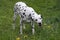 Dalmatian dog eating grass