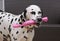 Dalmatian dog with a gift