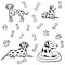 Dalmatian, dog, happy dalmatian, dog paws, bones, dog food, black and white dalmatian spots