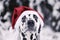 Dalmatian dog in a hat of Santa Claus in the forest