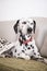 Dalmatian dog at home