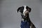 Dalmatian Dog in jeans cravat. Portrait on a light background with free space for text or design