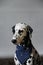 Dalmatian Dog in jeans cravat. Portrait on a light background with free space for text or design