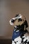 Dalmatian Dog in jeans cravat. Portrait on a light background with free space for text or design
