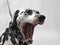 Dalmatian dog on a leash yawns