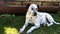 Dalmatian dog lies on the grass on a sunny day.