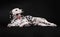 Dalmatian dog lying with its tongue out on a black background