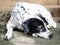 Dalmatian dog no purebred