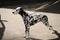 Dalmatian dog outdoors in a metal collar and a leash. Full portrait in a sunny day