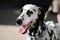 Dalmatian dog outdoors in a metal collar and a leash. Portrait in a sunny day