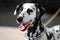 Dalmatian dog outdoors in a metal collar and a leash. Portrait in a sunny day