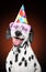 Dalmatian dog in party cone and pink glasses