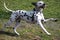 Dalmatian dog playing with stick