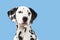 Dalmatian dog portrait on a blue background