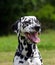 Dalmatian dog portrait outdoors