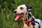 Dalmatian dog posing for the camera