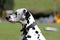 Dalmatian dog, profile