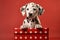 Dalmatian dog puppy in gift box with dots on red background