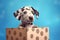 Dalmatian dog puppy inside gift box