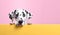 Dalmatian dog puppy peeking over pastel bright background. advertisement