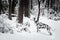 Dalmatian dog puppy in snowy forest