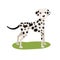 Dalmatian dog, purebred pet animal standing on green grass colorful Illustration