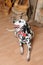 Dalmatian dog in a red bow tie in a rustic eco interior