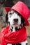 Dalmatian dog in a red hat and a scarf with tassels sits on the