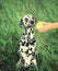 Dalmatian dog refuse to play with a ball