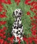 Dalmatian dog with rose in his mouth