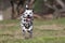 Dalmatian dog running