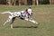 Dalmatian dog running