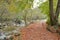 Dalmatian dog running away along the autumnal mountain path and the stream of pure mountain water.