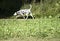 Dalmatian dog running black object