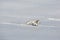 Dalmatian dog running in snow