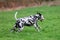 `Dalmatian dog runs on the meadow