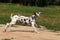 Dalmatian dog runs and plays