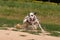 Dalmatian dog runs and plays with the ball