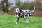 Dalmatian dog runs with a toy in the snout